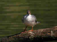 Harle bièvre Mergus merganser