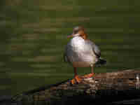 Harle bièvre Mergus merganser