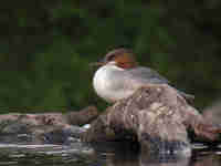 Harle bièvre Mergus merganser