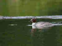 Harle bièvre Mergus merganser