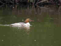 Harle bièvre Mergus merganser