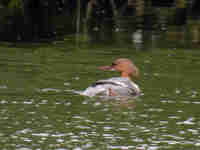 Harle bièvre Mergus merganser