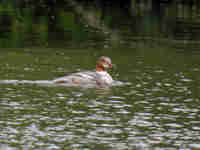 Harle bièvre Mergus merganser