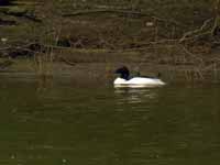 Harle bièvre Mergus merganser