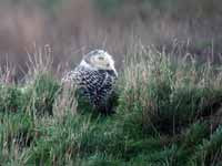 Harfang  des neiges Bubo scandiacus