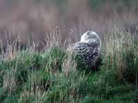 Harfang  des neiges Bubo scandiacus