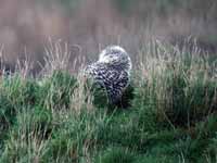 Harfang  des neiges Bubo scandiacus