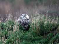 Harfang  des neiges Bubo scandiacus