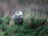 Harfang  des neiges Bubo scandiacus