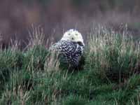 Harfang  des neiges Bubo scandiacus