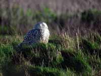 Harfang  des neiges Bubo scandiacus