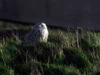 Harfang  des neiges Bubo scandiacus