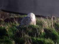 Harfang  des neiges Bubo scandiacus