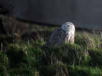 Harfang  des neiges Bubo scandiacus