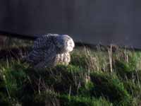 Harfang  des neiges Bubo scandiacus