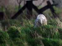 Harfang  des neiges Bubo scandiacus