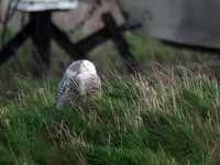 Harfang  des neiges Bubo scandiacus