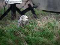 Harfang  des neiges Bubo scandiacus