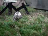 Harfang  des neiges Bubo scandiacus