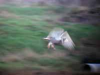 Harfang  des neiges Bubo scandiacus