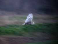 Harfang  des neiges Bubo scandiacus