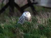 Harfang  des neiges Bubo scandiacus