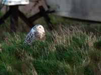 Harfang  des neiges Bubo scandiacus