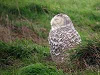 Harfang  des neiges Bubo scandiacus