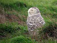 Harfang  des neiges Bubo scandiacus