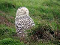 Harfang  des neiges Bubo scandiacus