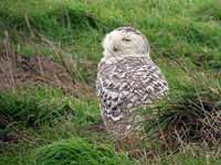 Harfang  des neiges Bubo scandiacus