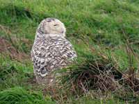 Harfang  des neiges Bubo scandiacus