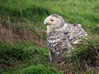 Harfang  des neiges Bubo scandiacus