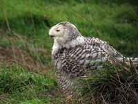 Harfang  des neiges Bubo scandiacus