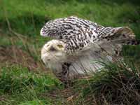 Harfang  des neiges Bubo scandiacus