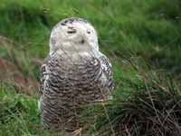 Harfang  des neiges Bubo scandiacus