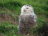 Harfang  des neiges Bubo scandiacus