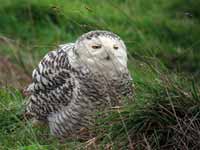 Harfang  des neiges Bubo scandiacus