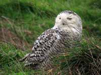 Harfang  des neiges Bubo scandiacus