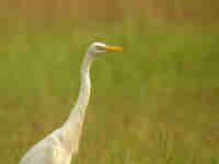 Aigrette intermédiaire Egretta intermedia