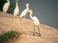 Aigrette intermédiaire Egretta intermedia