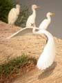 Aigrette intermédiaire Egretta intermedia