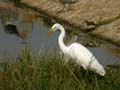 Aigrette intermédiaire Egretta intermedia