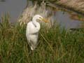 Aigrette intermédiaire Egretta intermedia