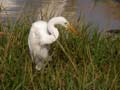 Aigrette intermédiaire Egretta intermedia