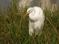 Aigrette intermédiaire Egretta intermedia