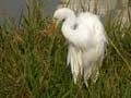 Aigrette intermédiaire Egretta intermedia