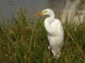 Aigrette intermédiaire Egretta intermedia