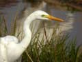 Aigrette intermédiaire Egretta intermedia