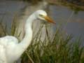 Aigrette intermédiaire Egretta intermedia